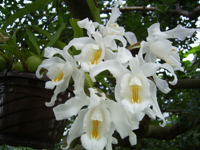 Coelogyne cristata (3+ Rispenansätze)