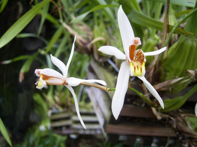 Coelogyne graminifolia