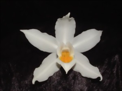 Coelogyne mooreana 'magnifica'