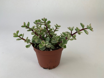 Crassula Afra variegata