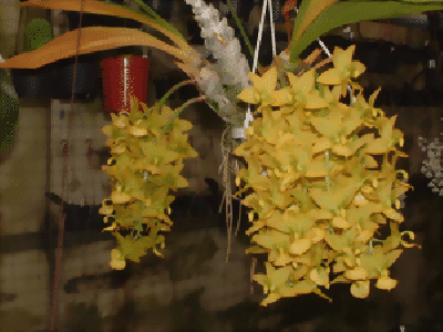 Cycnodes Taiwan Gold 'Orchis'