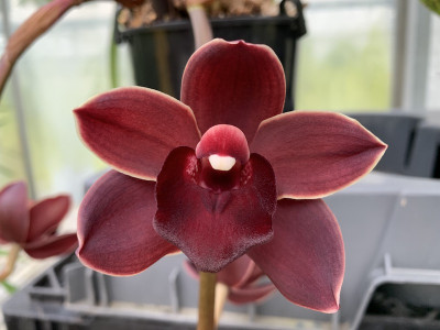 Cymbidium Cascade 'Street Tango'