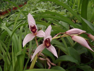 Cymbidium erythrostylum x C. dayanum 'simonsianum'