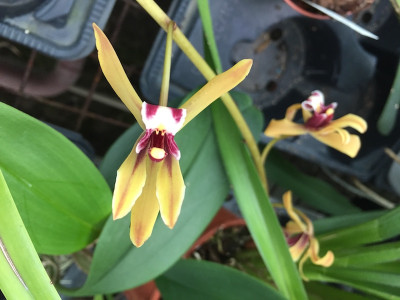 Cymbidium finlaysonianum