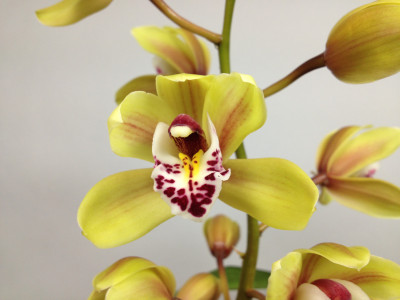 Cymbidium Gareth 'Latangor' HCC/AOS