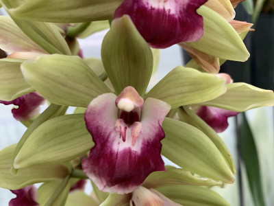 Cymbidium Pearl Dawson 'Procyon' (2-3 Rispen)