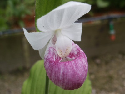 Cypripedium reginae (Jgpfl.)