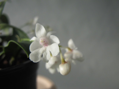 Dendrobium abberans