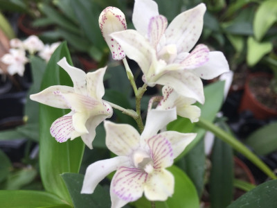 Dendrobium atroviolaceum x D. abberans