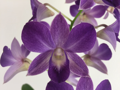 Dendrobium Sa-Nook 'Blue Happiness' (2 Rispen)