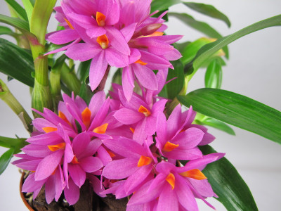 Dendrobium Hibiki (1-2 Blütentrauben)