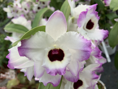 Dendrobium Brilliant Smile (2 Stiele)