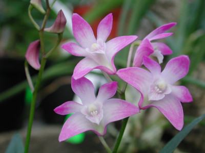 Dendrobium kingianum (3 Rispen)