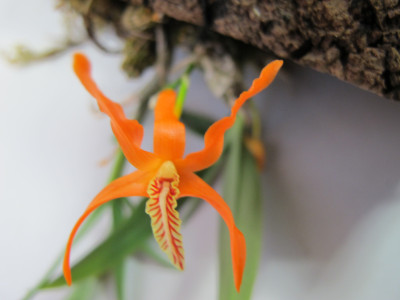 Dendrobium lamyaiae 