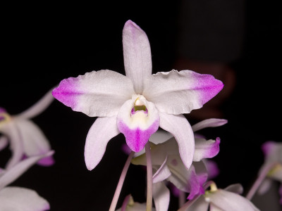 Dendrobium linawianum