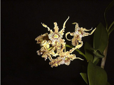 Dendrobium spectabile