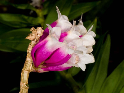 Dendrobium lawesii 'bicolor'