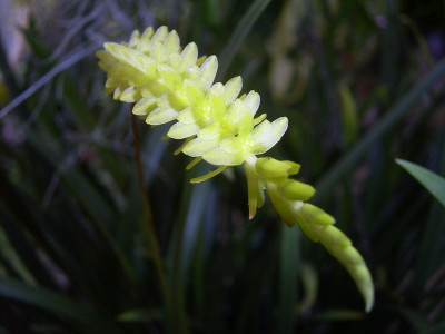 Dendrochilum javieriense