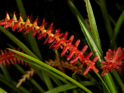 Dendrochilum wenzellii