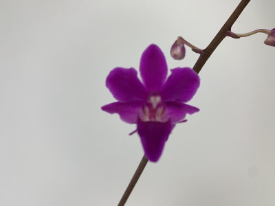 Doritaenopsis Purple Gem