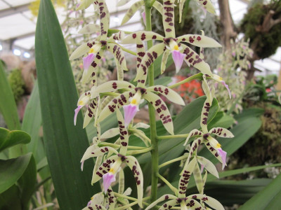 Epidendrum prismatocarpum