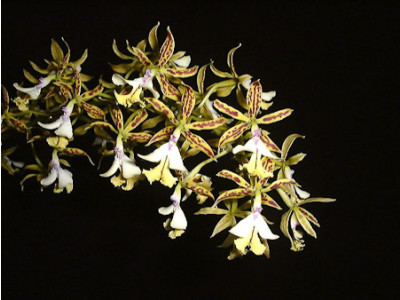 Epidendrum stamfordianum