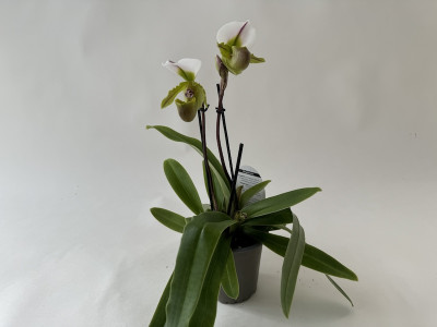 Paphiopedilum spicerianum (2 Blütenstiele)