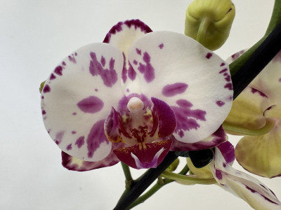Phalaenopsis Aquarell (2 Rispen)
