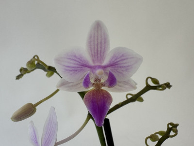 Phalaenopsis equestris 'Apari' Hybride (2 Rispen)