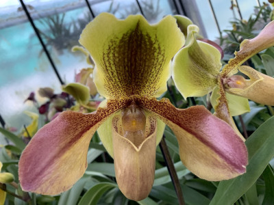 Paphiopedilum Hans Strahl x Lippewunder