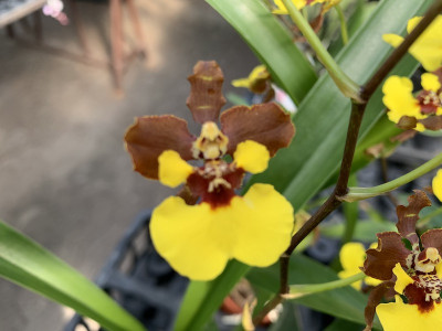 Oncidium Rainer (1-2 Rispen)