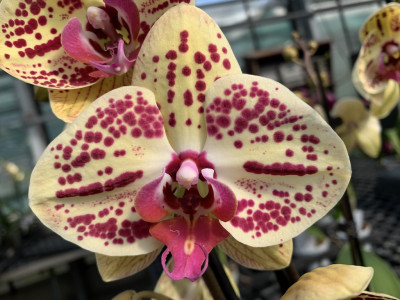 Phalaenopsis Elegant 'Golden Julia' (2 Rispen)