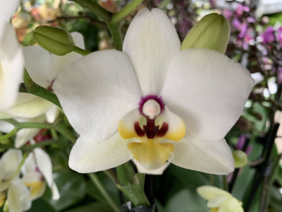 Phalaenopsis Coconut (2 Rispen)