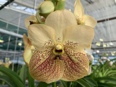 Vanda Two Tone 'Yellow' (in Blüte/Knospe)