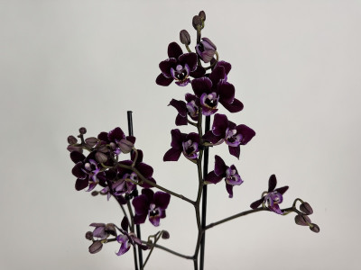 Phalaenopsis Cha Cha (2 Rispen)