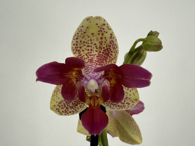 Phalaenopsis Fancy Freckles 'Triple Lips' (2 Rispen)