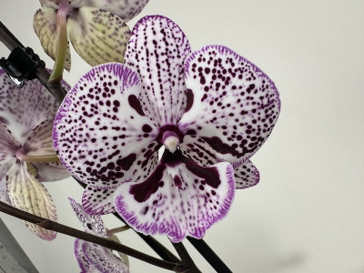 Phalaenopsis Purple Grace (2 Rispen)