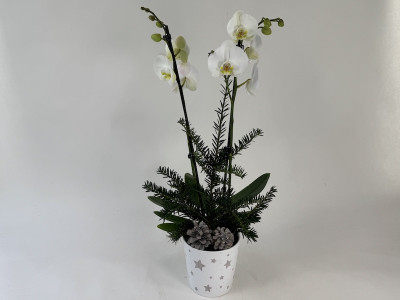 Weihnachts-Präsentpflanze, Phalaenopsis (2 Blütenrispen)