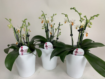 Phalaenopsis Minimark (3er Sparset, 4-5 Rispen inkl. Übertopf) 