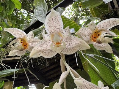 Stanhopea occulata (blühstark, nicht in Knsope/Blüte)