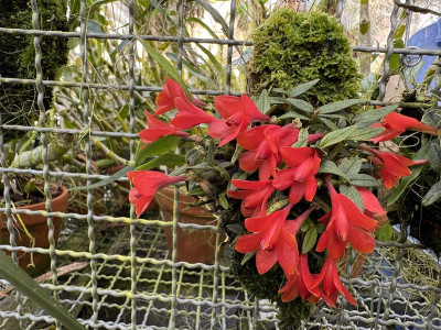 Dendrobium cuthbertsonii 'Red' (blühstark, frisch getopft)