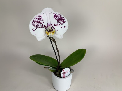 Phalaenopsis Big Singolo 'Owari' (1 Blüte, inkl. Übertopf)