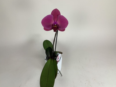 Phalaenopsis Big Singolo 'Hida' (1 Blüte, inkl. Übertopf)