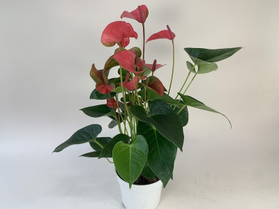 Anthurium Pink Champion (17 cm Topf)