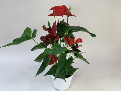 Anthurium Royal Champion (17 cm Topf)