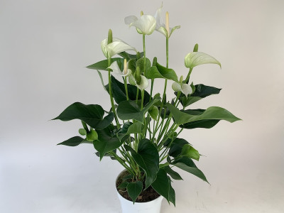 Anthurium White Champion (17 cm Topf)