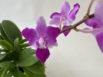 Doritaenopsis Purple Gem 'Peloric'