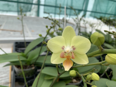 Phalaenopsis Sogo Sunshine (2 Rispen)
