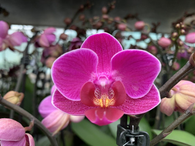 Phalaenopsis Merida (2 Rispen)