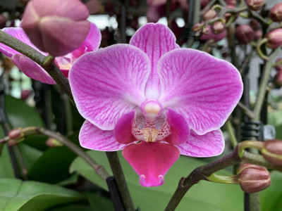 Phalaenopsis Vienna (2 Rispen)